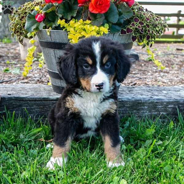 Scout, Bernese Mountain Dog Puppy